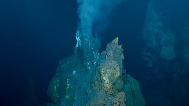 В Тихом океане нашли 24 новых глубоководных вида и открыли отдельную ветвь эволюции
