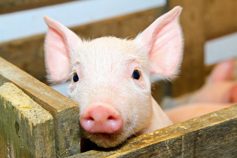 Animalele, afectate de caniculă. Ce atenție le oferă stăpânii