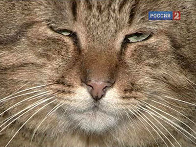 По условиям контракта кот должен будет "определять положительные с точки зрения энергетики места в новоиспеченных квартирах".