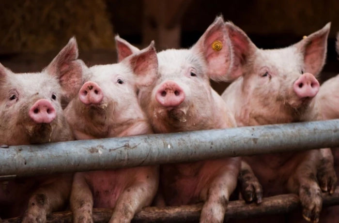 În raionul Leova a fost impusă carantină din cauza pestei porcine africane.