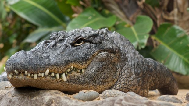 O familie din Florida a găsit un aligator masiv pe fundul propriei piscine.