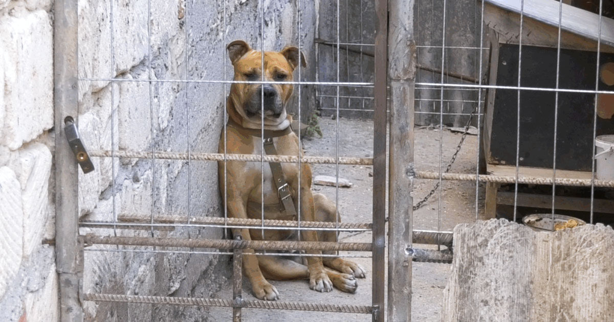 Un copil de cinci ani, atacat de un câine din rasa pitbull la Căușeni: Poliția a deschis o anchetă.