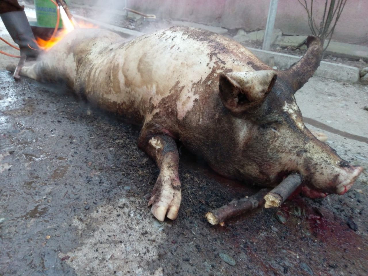 Gospodarii taie porcul pentru Crăciun, iar gospodinele vor pregăti bucate alese