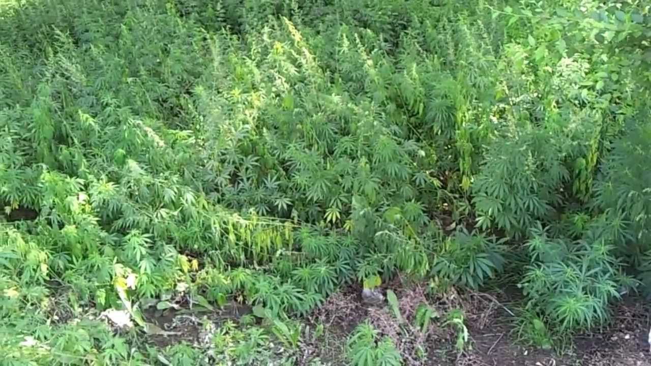 Полиция обнаружила около 400 кустов конопли.