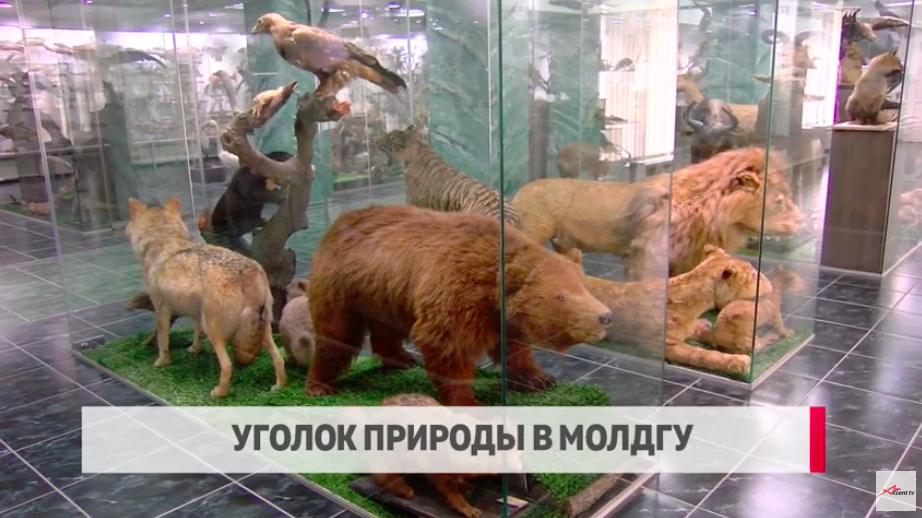 Одна из самых больших коллекций чучел животных в Европе находится в Кишинёве.