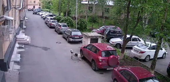 Пес сначала отгрыз у припаркованной Toyota Rav 4 брызговик