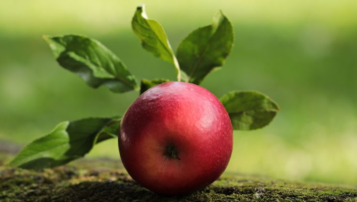30 tone de mere din Moldova au fost nimicite cu buldozerele în Breansk