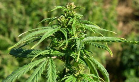 Consumul de marijuana, legalizat în Columbia în scopuri medicale. Foto: kyiv.press