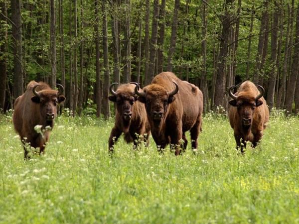 По мнению ученых, зубры в нашей стане исчезли в конце 18-го века.