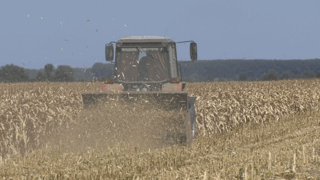 Secetă la Ștefan Vodă: Mii de hectare de porumb și floarea-soarelui, băgate în pământ.