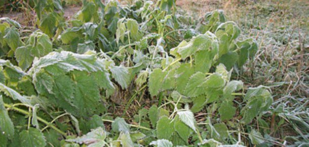 Pe de altă parte, ministrul Agriculturii afirmă că agricultorii nu vor să se asigure în aceste cazuri, deși ministerul subvenționează asigurările agricole.