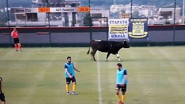 Un taur și un câine au pătruns pe un teren de fotbal şi au făcut spectacol. 