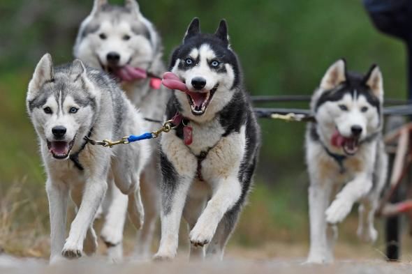 Actor din Game of Thrones: Nu mai cumpărați câini husky. Foto: Digi24