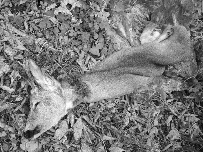 Procuratura se va ocupa de cazul căprioarei omorâte într-un parc din capitală