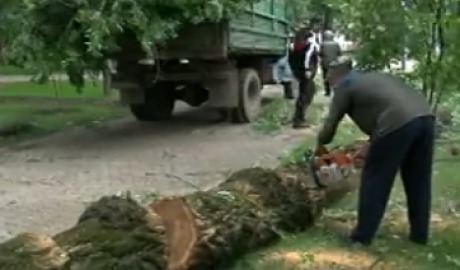 За последние дни от штормового ветра пострадало более 20 деревьев.