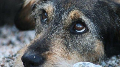 В кишинёвской мэрии заявляют, что пытаются решить проблему бездомных собак.