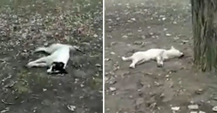 В Бельцах неизвестные травят бездомных собак.
