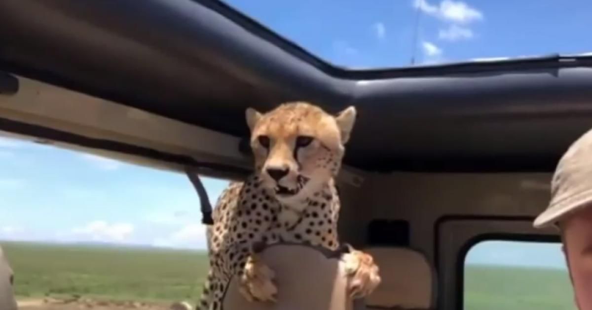Momente de groază pentru 2 turiști: Un ghepard a intrat în mașina lor. Foto: Digi24