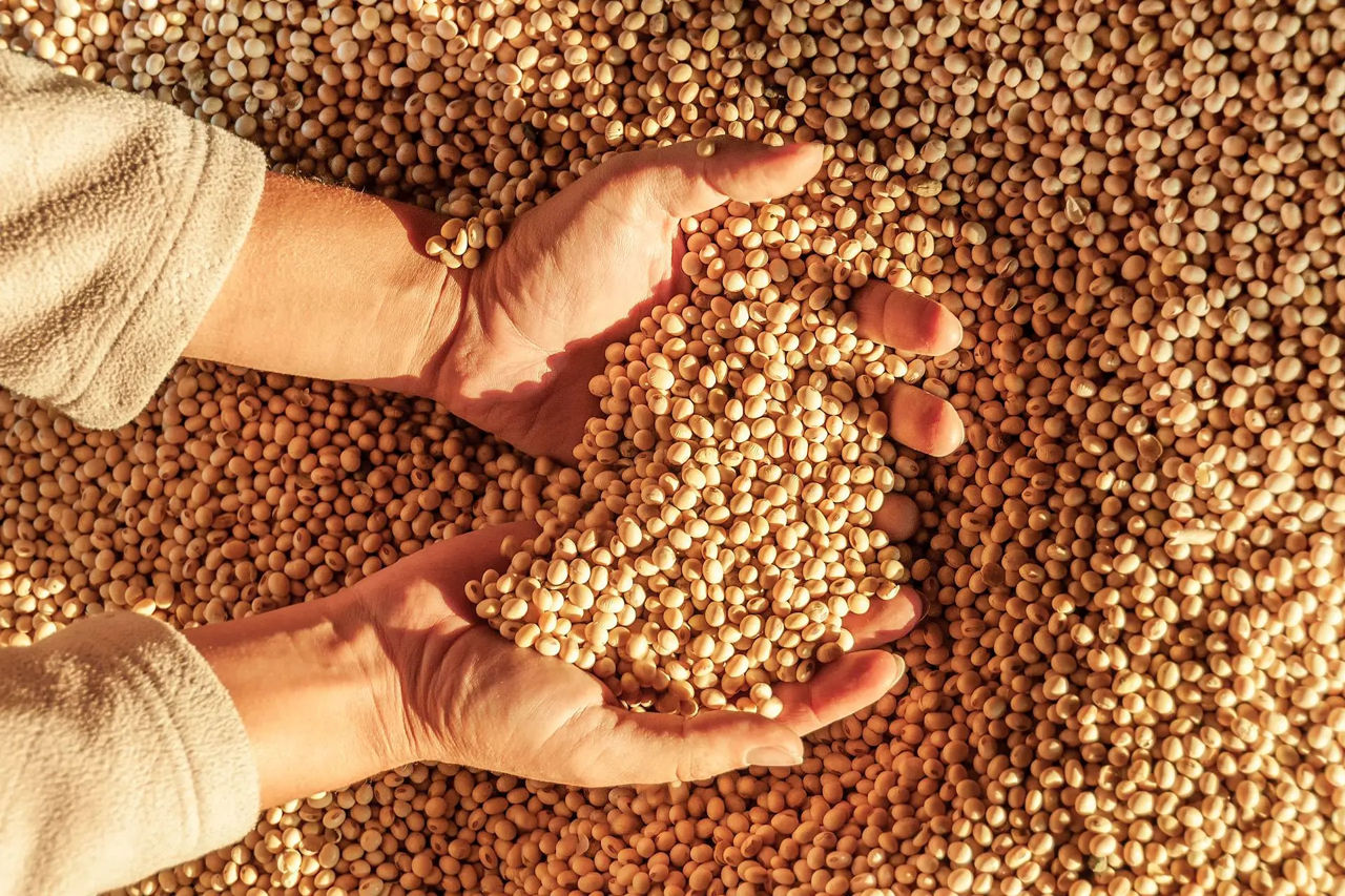 Din iulie până în decembrie 2025, Moldova a exportat 290.000 de tone de rapiță.