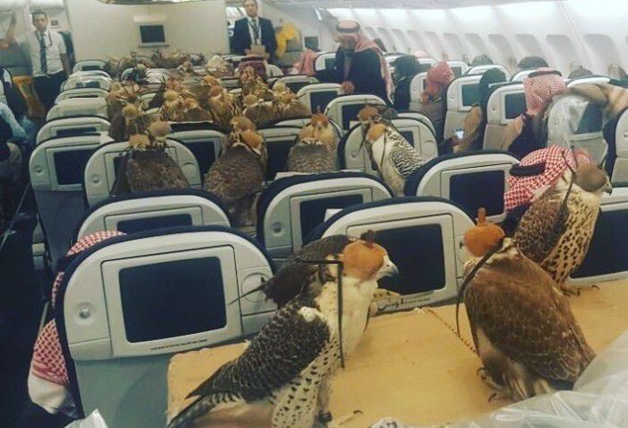 Un prinț din Arabia Saudită a cumpărat 80 de bilete de avion pentru păsările sale de companie. Foto: reddit 