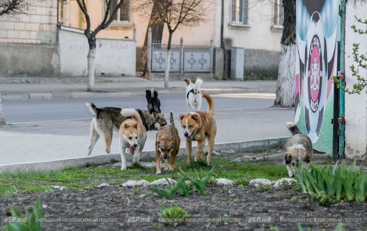 В Бельцах создали учреждение, которое займётся проблемой бездомных собак.