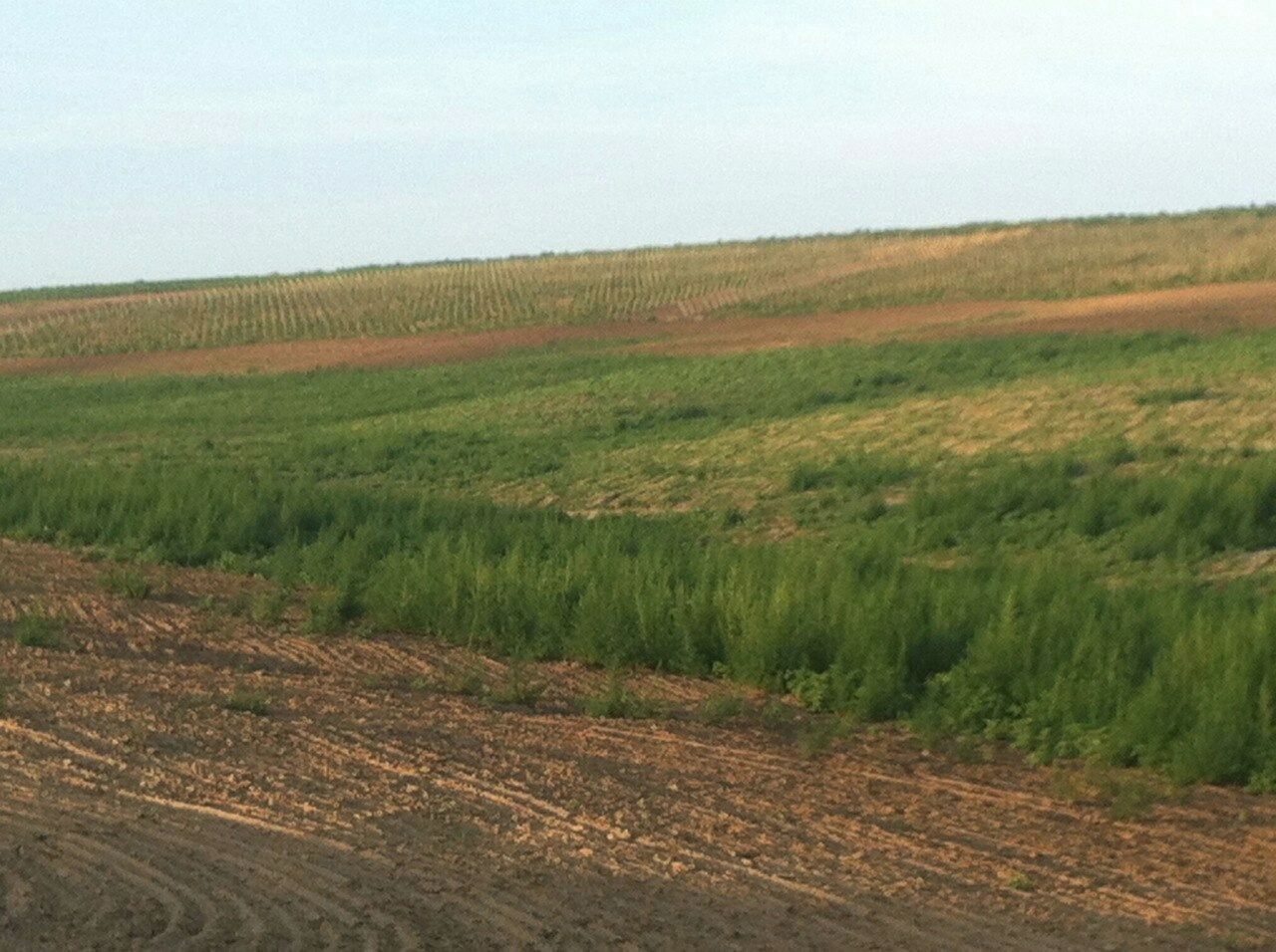 Planții de cânepă cultivată ilegal în sudul țării