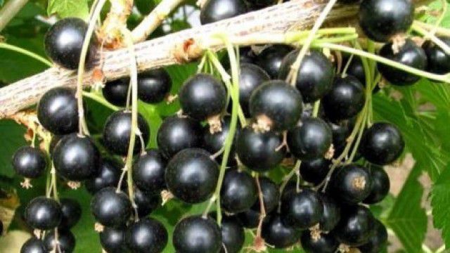 Fermieri care cultivă coacăză, luaţi la ochi de Ministerul Agriculturii. Foto: biaplant.ro