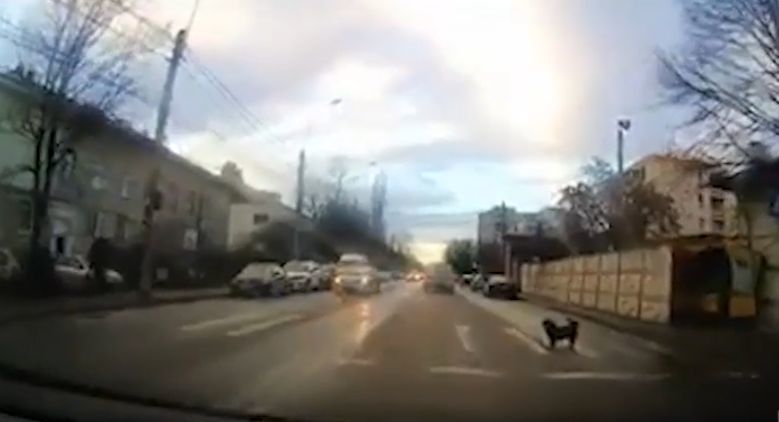 В румынском городе засняли собаку, соблюдающую ПДД. 