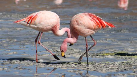 Şase păsări flamingo roz au fost găsite de poliţia din Daghestan într-un automobil.