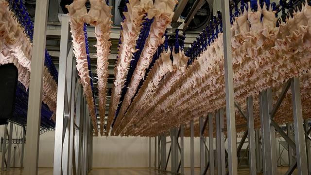 Primele loturi de carne proaspătă de pasăre din R. Moldova, exportate pe piața Uniunii Europene.