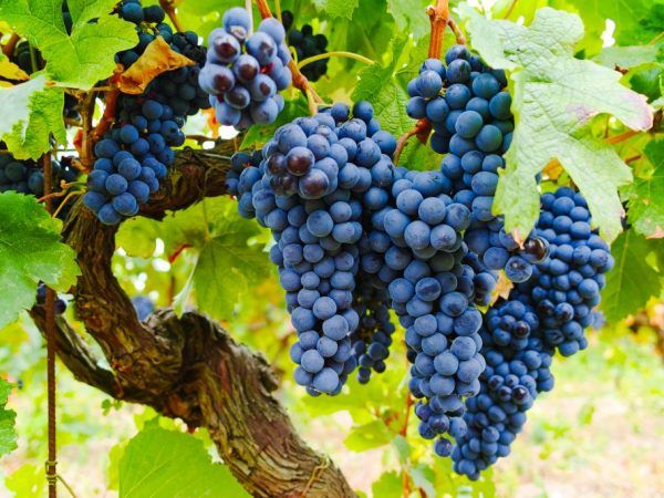 Валериу Чеботарь: Виноделие будет испытывать острый дефицит винограда