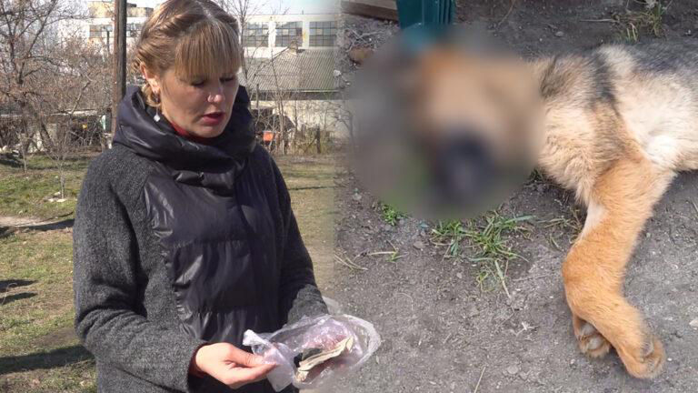 Жителя Бельц обвиняют в том, что он отравил собак своих соседей.