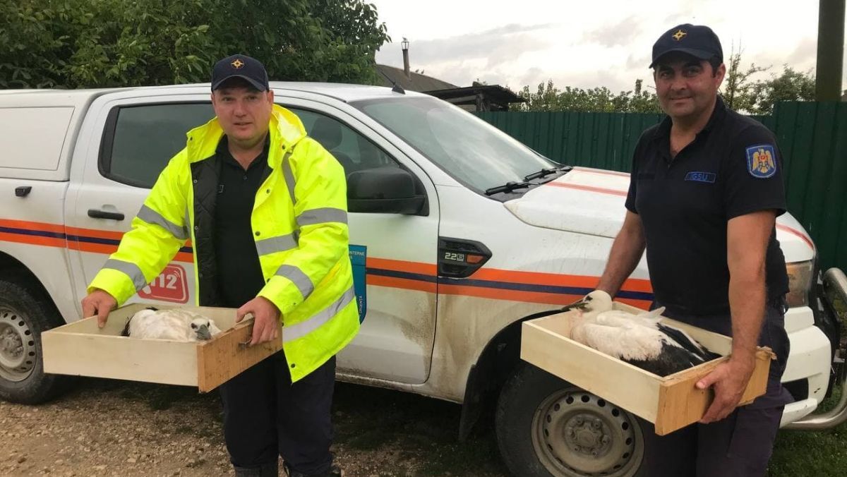 В Каушанах сотрудники ГИЧС спасли выпавших из гнезда птенцов аиста.