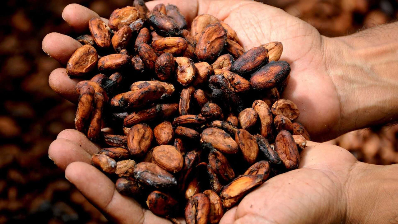 Deficit de cacao: Stocurile mondiale au scăzut la un nivel istoric.