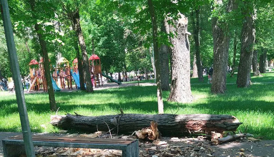 Девочка, на которую упала огромная ветка, скончалась в больнице.