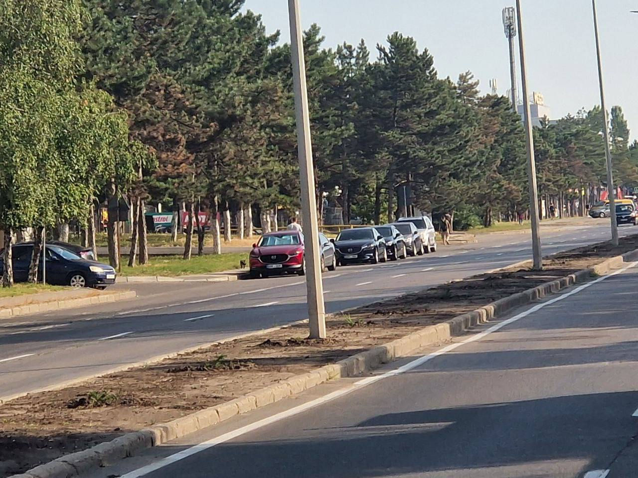 На одной из магистралей Кишинева украли недавно посаженные кусты.
