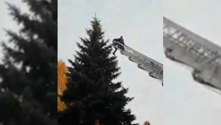 Снять с ели гостя с Черного континента удалось только с помощью автолестницы.