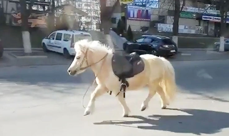 Пони выбежал на Московский проспект из Парка афганцев, где его уже некоторое время искал хозяин.