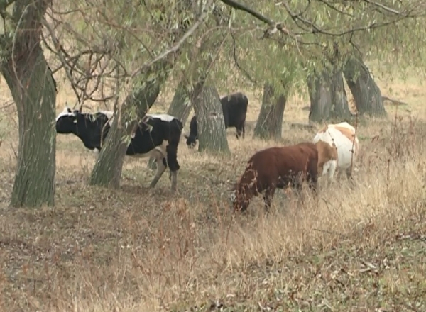 O vaca moarta a devenit marul discordiei intre doi lacalnici din satul Vatici, Orhei.