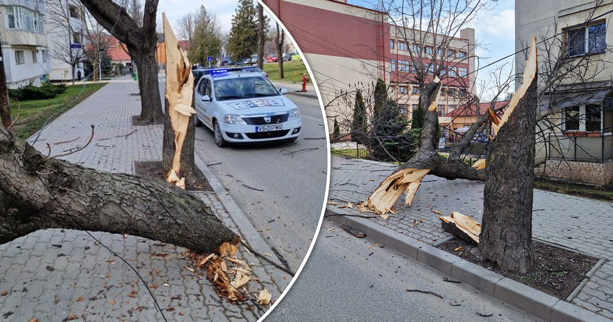 Водитель фуры из Молдовы врезался в дерево в румынском городе Васлуй.