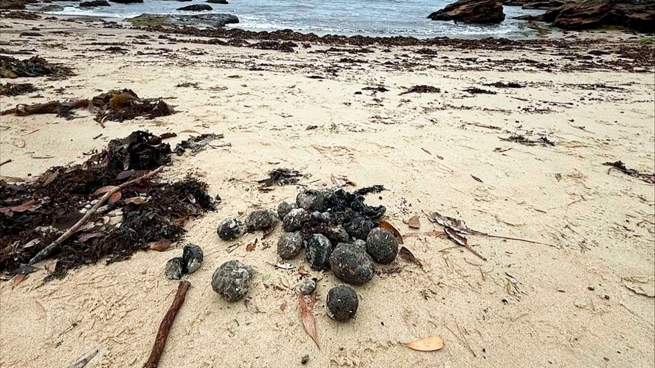 Bile dezgustătoare: Cercetătorii australieni au descoperit misterul obiectelor ciudate de pe plaje.