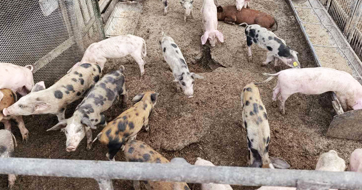 Surprize pentru proprietarii de abatoare și ferme. ANSA a efectuat mai multe inspecții.
