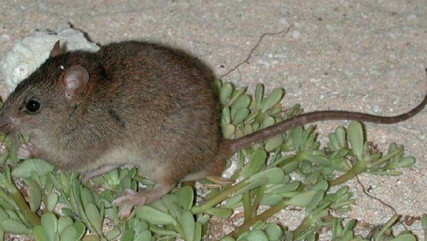 Впервые крысы Melomys rubicola были обнаружены на острове в 1845 году.