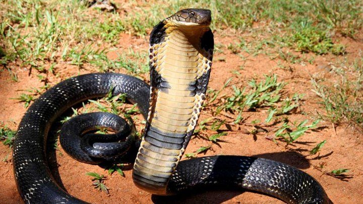 Imagini virale: O cobra uriașă a blocat un drum din Vietnam