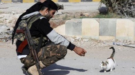Islamiștii în orașul Mosul din Irak au emis o "fatwa" care interzice locuitorilor orașului să aibă pisici în casă. Foto: realitatea.net