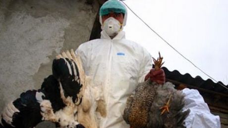 Gripa Aviară înalt patogenă se extinde din Rusia în Europa și India. Foto: newsbv.ro