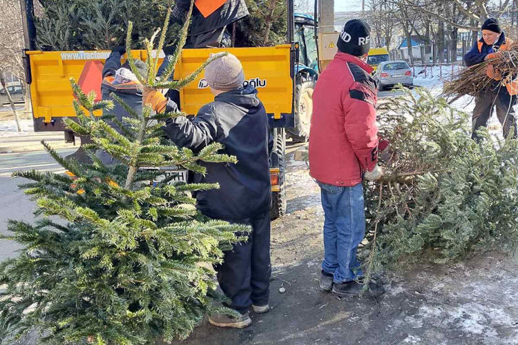 В Кишиневе новогодние ели направят в переработку.