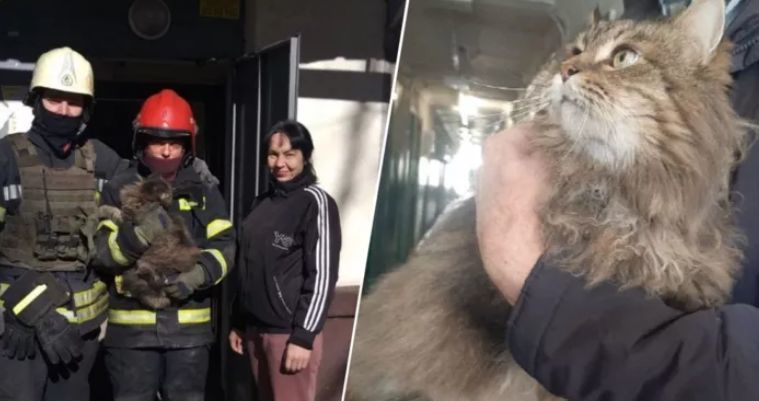 В Харькове спасли кота, который две недели провел под завалами.