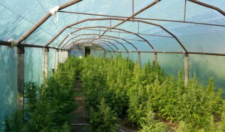 Narcoticele urmau să fie comercializate în ţară. Foto: igp.gov.md