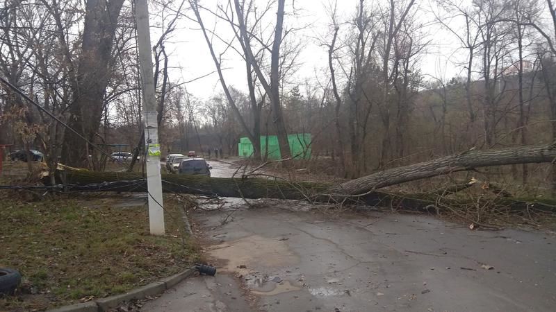 Сильный ветер повалил в Кишиневе дерево.